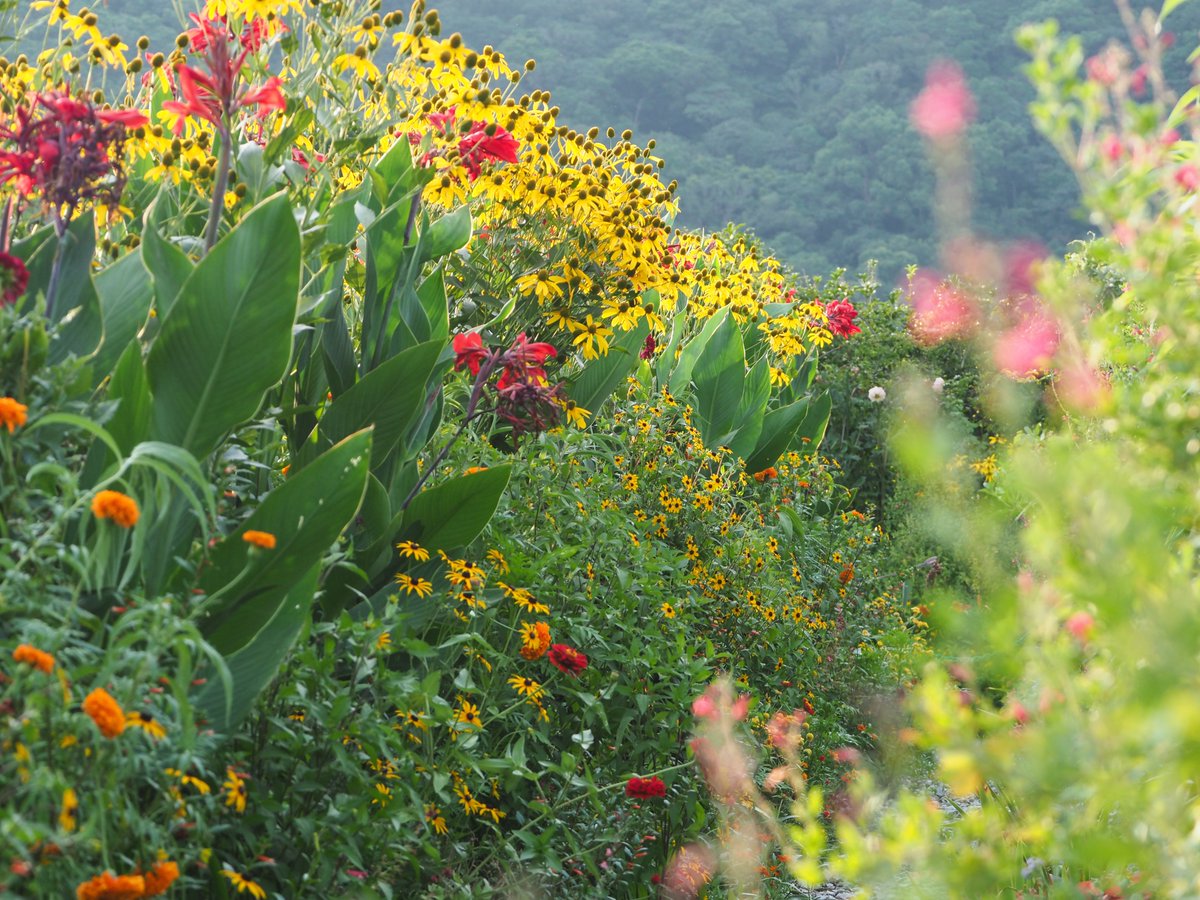 KitagawaVillage's tweet photo. 夏の「花の庭」。
少し日が傾きはじめる夕暮れ時が、儂は好きじゃのぅ。

#モネの庭　#高知 https://t.co/koBAMzBdPI