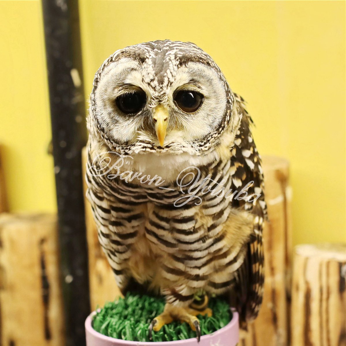 yotsuba__photo's tweet photo. この子本当に可愛いです
あと足長いです 笑
#鳥のいるカフェ #チャコモリフクロウ #eos5dmark4 #sigma35mmart https://t.co/b5iXIHcGux