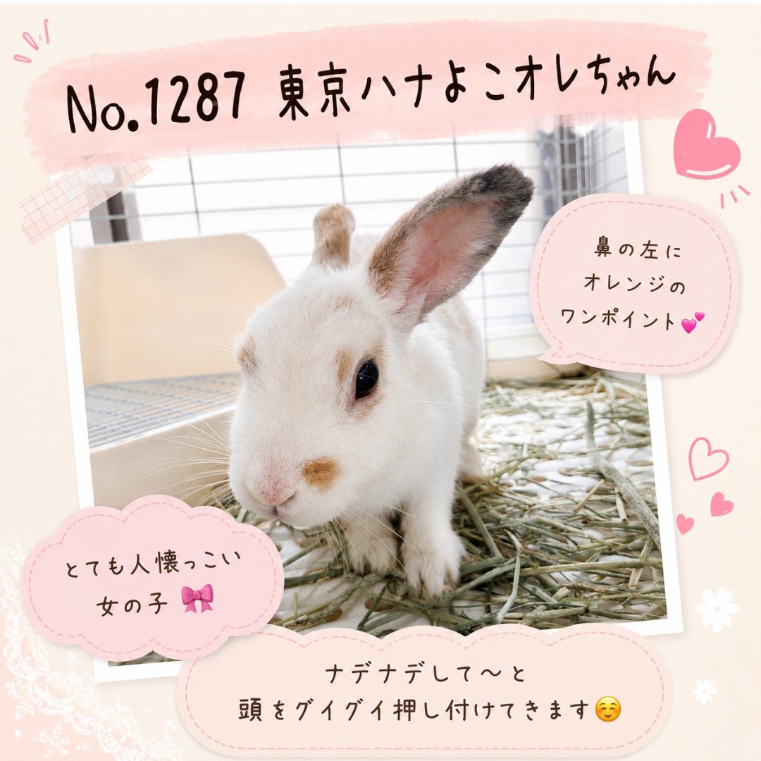 gyodausagi's tweet photo. 東京うさぎさんの紹介
No.1287 東京ハナよこオレちゃん🐰

行田うさぎハウスは
毎週日曜���　11:00〜18:00 OPENです

ぜひ、かわいいうさぎさんたちと触れ合いにきてくださいね🌸 https://t.co/XJZeZvWS3w