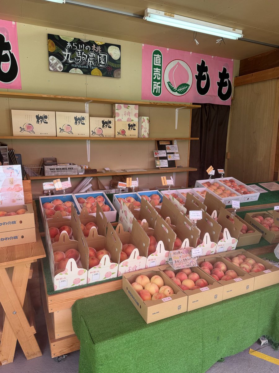 stepbystep5555's tweet photo. 和歌山の桃の直売所へ🍑

開店前から並んでシャッターが上がった瞬間、ずらっと並ぶ大玉の桃に感激…！

砂糖・水不使用の桃100%スムージーは、暑さを吹き飛ばす美味しさでした✨

そこから黒潮市場に移動して、人生初のマグロ解体ショーを見学。

捌きたての中トロ、口に入れた瞬間溶けちゃった😳 https://t.co/2O1hHLtIFp