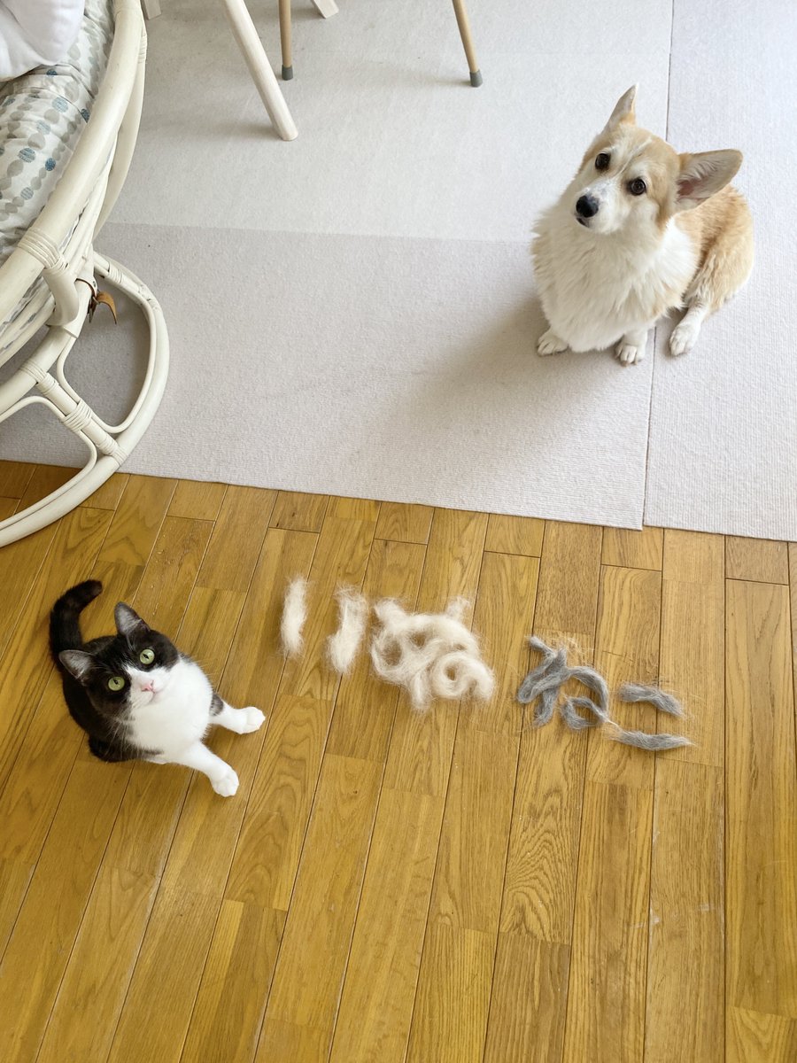 Banana_corgi7's tweet photo. 毛玉の生産者が分かるようにしました https://t.co/MhU6ELsbTp