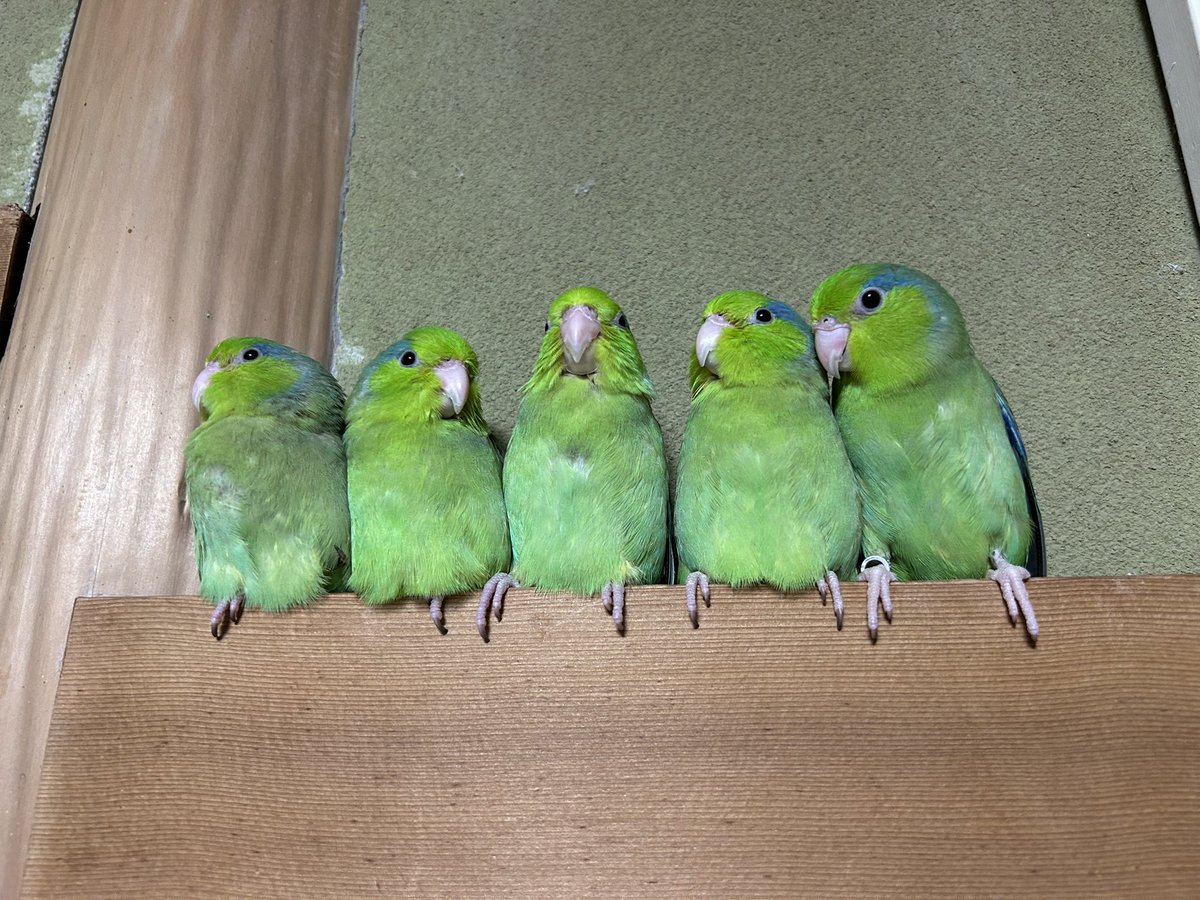 koofarm's tweet photo. 5兄弟 https://t.co/MY5GZWGDD5