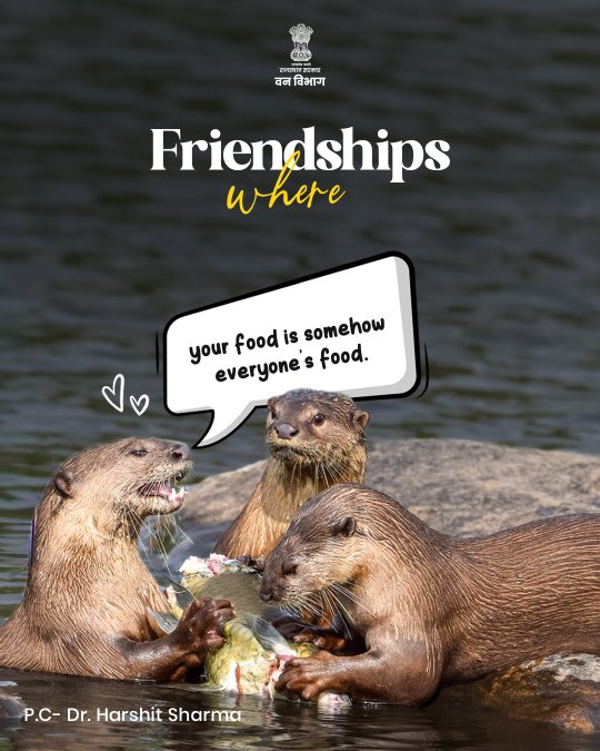 ForestRajasthan's tweet photo. No texts. No tags. No friendship requests.

Just shared meals, playful fights, quiet company and friendships that come naturally. Because in the wild, bonds are built without saying a word.

Happy Friendship Day from Rajasthan’s wildest friend circle. 🌿🐾

@DIPRRajasthan @RajGovOfficial @RajCMO @mygovrajasthan @BhajanlalBjp @Sanjay4India1 @byadavbjp @moefcc @wii_india @WWFINDIA 

#FriendshipDay #RajasthanForestDepartment #WildFriendships #RajasthanWildlife #ProtectWildlife