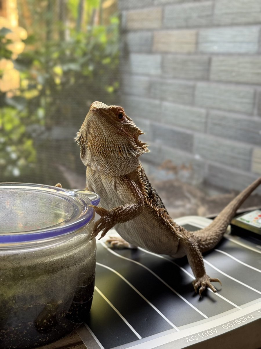 NoobduckP's tweet photo. 【超絶にマズイ】
ペット部屋のエアコン(12年もの)から水漏れ
、調子が悪く焦ってる。
今から量販店に行ってくる。

ギレン、我が家に来て1年を迎えました。 https://t.co/fiuaXodhQh