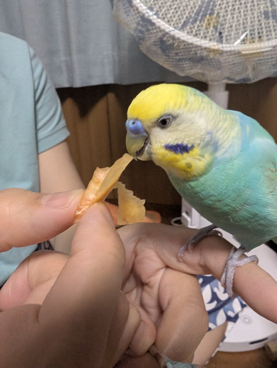 atu929's tweet photo. インコはマンゴーとすいかとワッサーを食べました https://t.co/E5nxQ5TqKi