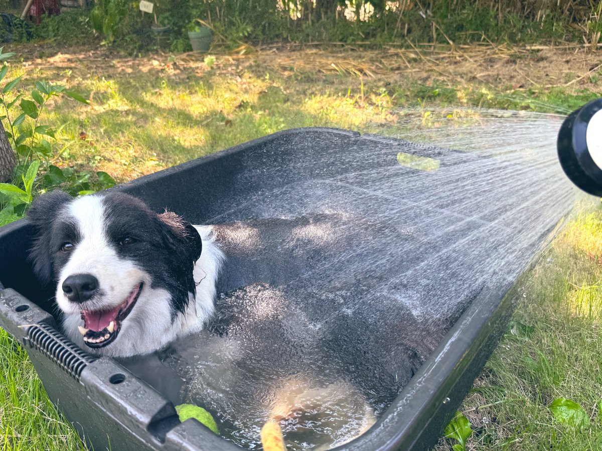 urichan0901's tweet photo. 今日は犬の水やりと🌱🚿
コストコにテレビ買いにいった✨📺 https://t.co/8Q4qWd23JJ