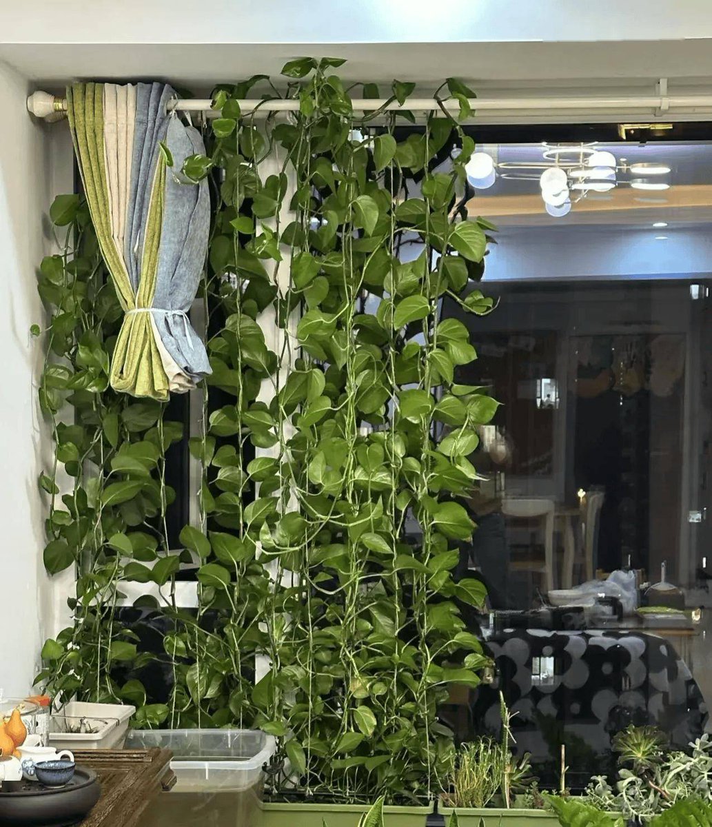 Albert43384's tweet photo. Keep your pothos thriving! Place in bright indirect light, water when top 2 inches of soil feel dry, and wipe leaves monthly to banish dust. https://t.co/iiTZdjEXRG