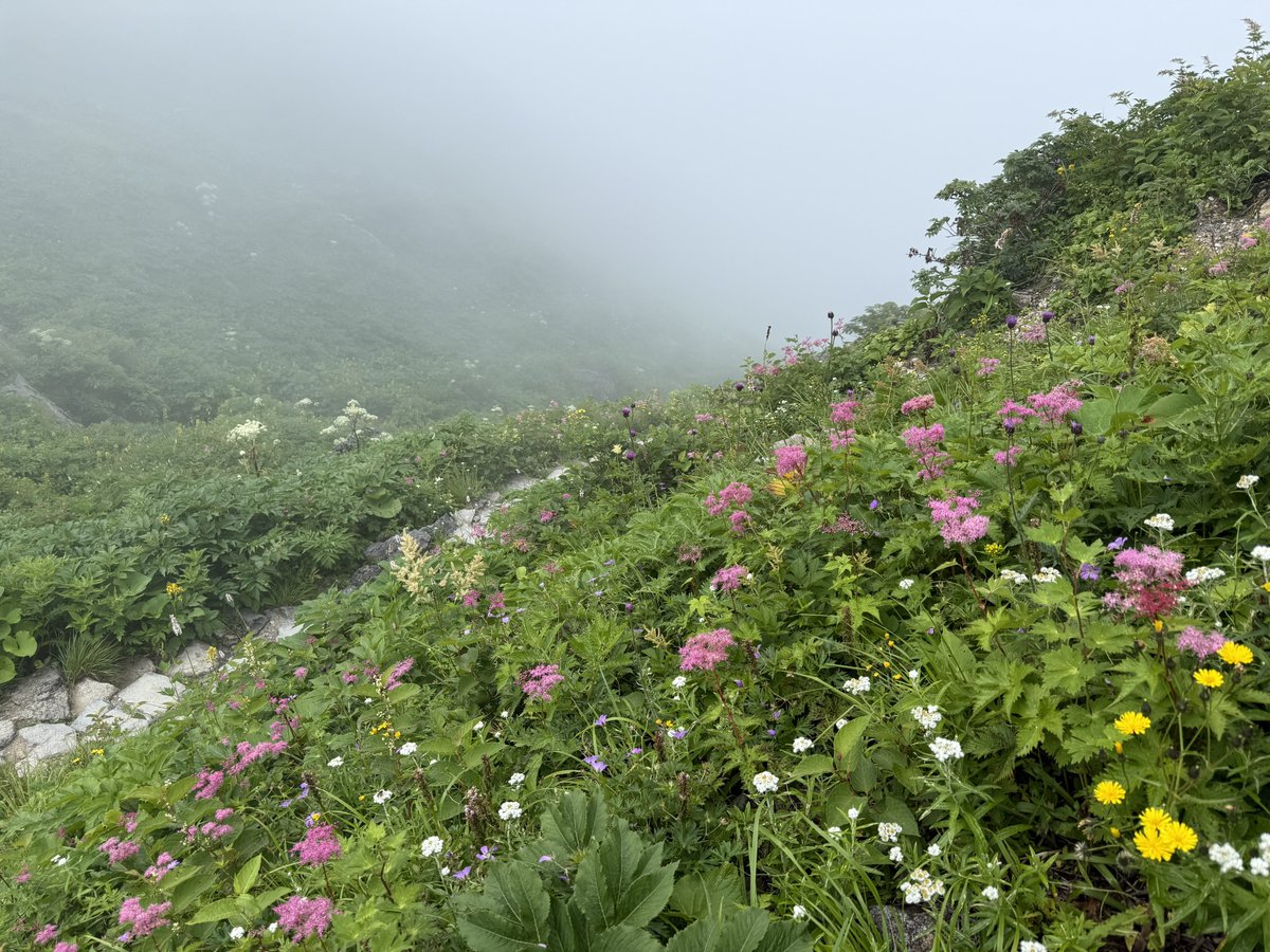 bptweb's tweet photo. 白山

やっと行けました。
山頂がガスで真っ白だったけど、とても美しい山でした！ https://t.co/9g5gnS6mz2
