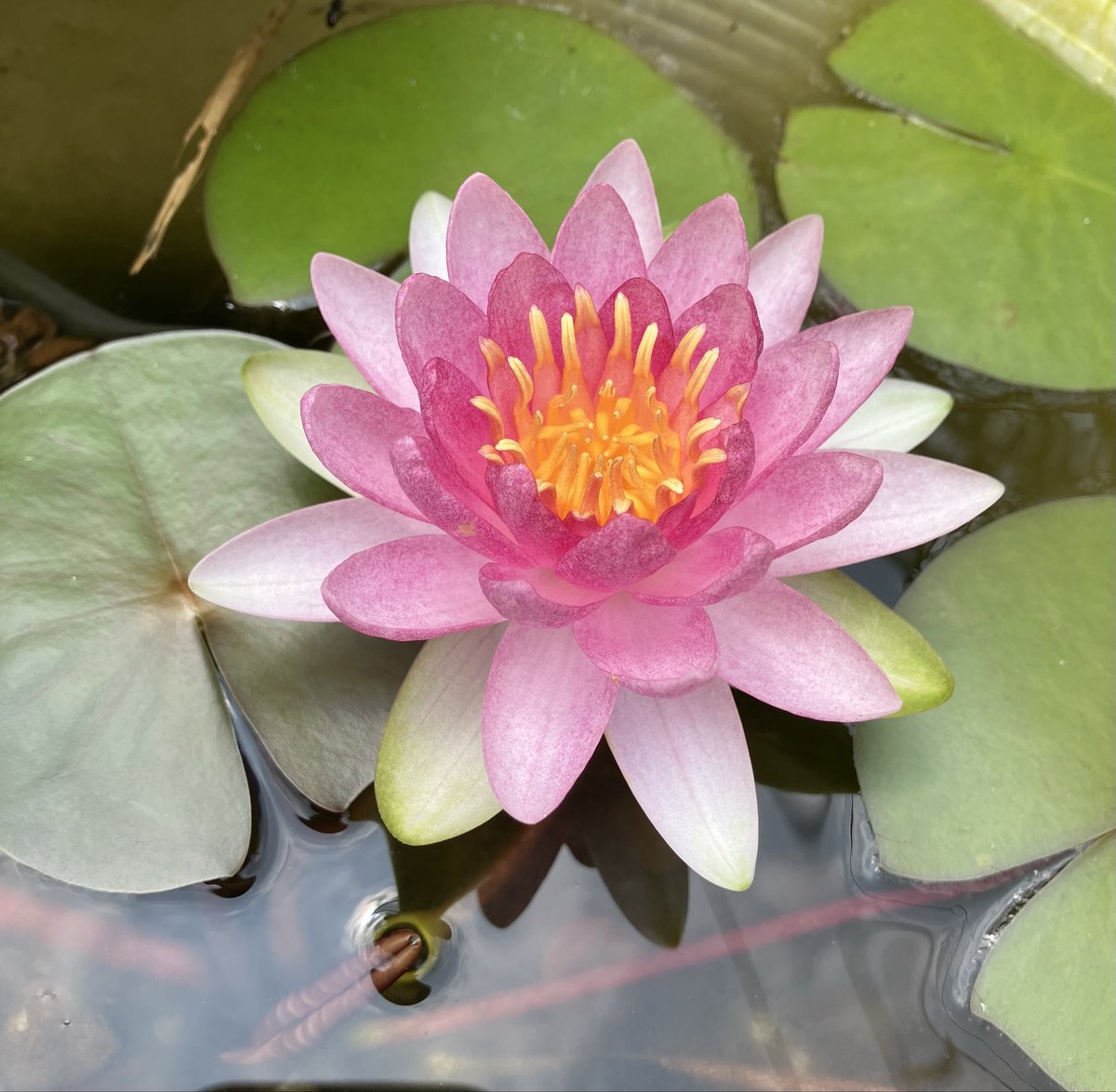 okimu__y's tweet photo. 今日の睡蓮
最近は花が咲いてくれることが多くて嬉しい https://t.co/Rc6CArU5a4