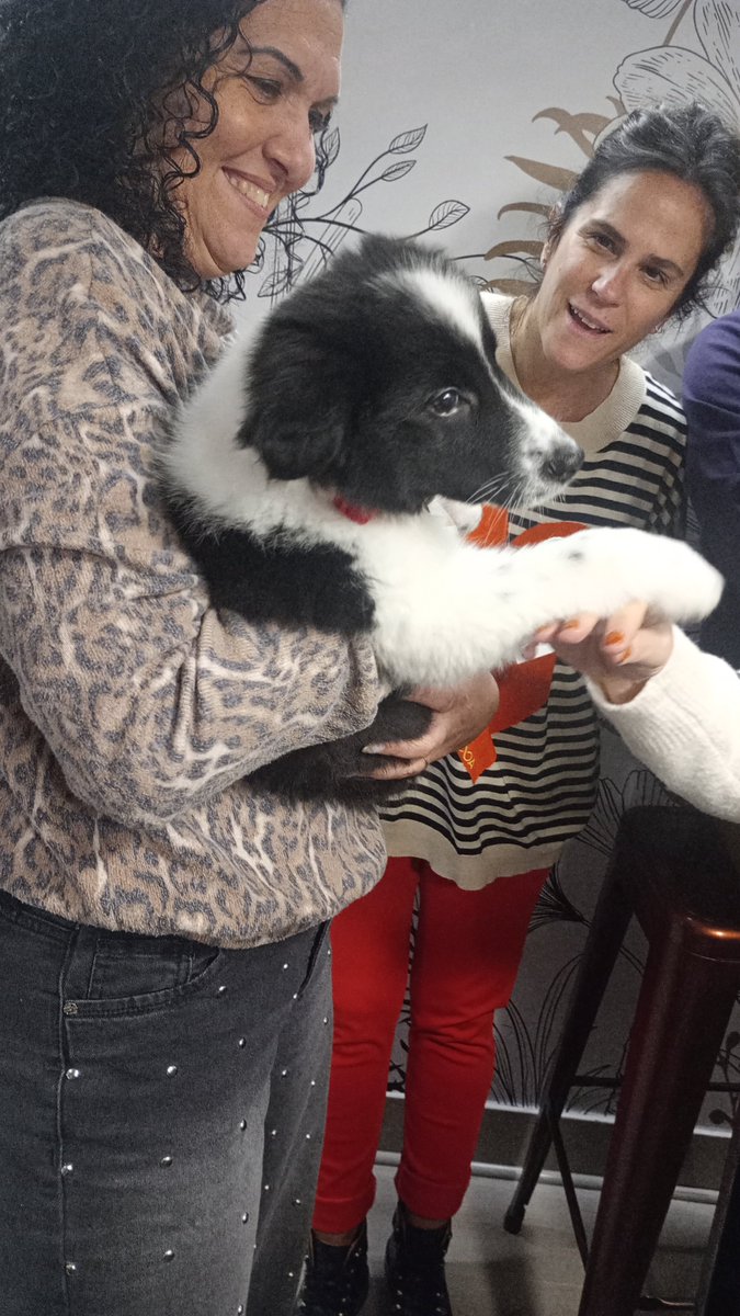monicaburd77930's tweet photo. @LaloMorino @radiomitre Hoy te presenti al buevo integrante de la familia Thor, un hermoso border de 65 dias , feliz cumple a mi hija Yani🎂🎊🎉♥️ https://t.co/FywVW54Wfs