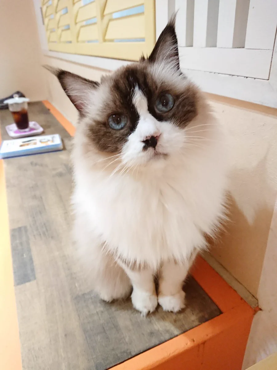 秋葉原の猫カフェ~ねこ・JaLaLa~ on X: 
