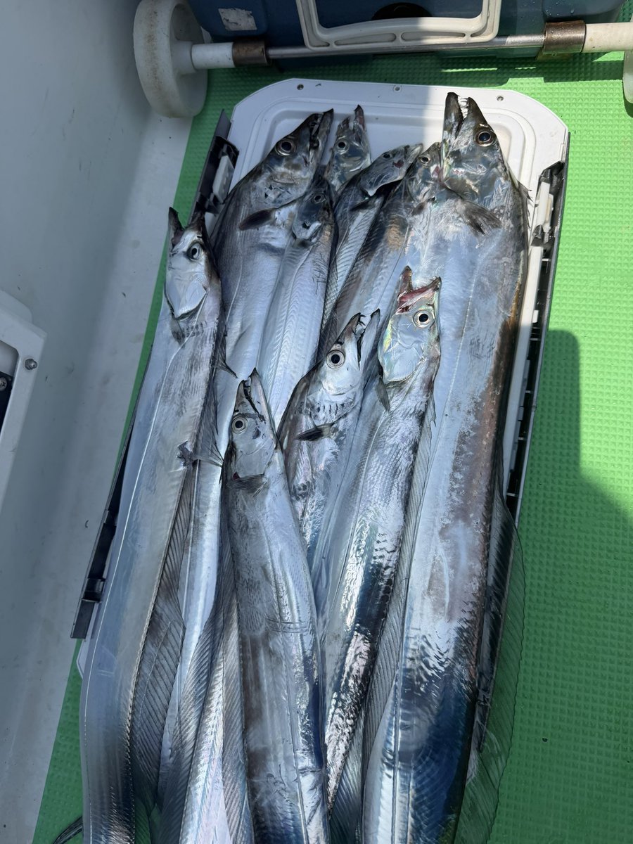 tsuyo4444's tweet photo. 本日の東京湾テンヤタチウオ🐉
無風ベタ凪、猛暑必至！
空調ベスト装備で参戦！みんなバートル着てる…(私のは安物)
中乗りさんが教えてくれた身エサ作戦がなかなか有効でしたがいまいちハマれず…
なんとか良型2本含む10本で終了〜
暑すぎて危険なので12時半早上がりでした😇
それにしても船大杉🚤 https://t.co/ZAEKrZMR14