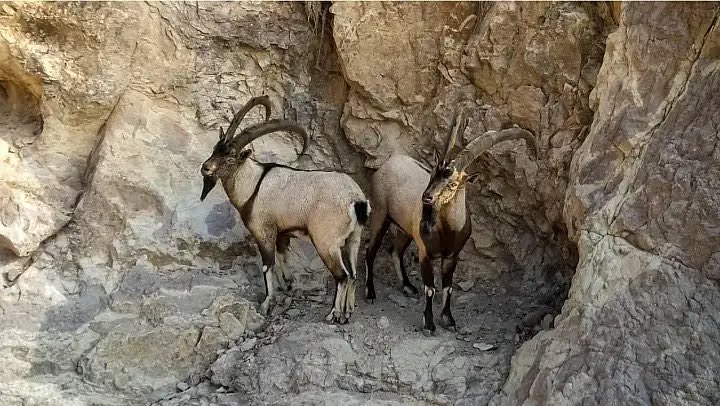 metinyoksu's tweet photo. Siirt’te yaban hayvanları ihale ile katledilecek! İhale 7 Ağustos’ta!

Siirt’te koruma altında olması gereken yaban hayvanları avcılık ihalesi adı altında katledilecek. 

Siirt Doğa Koruma ve Milli Parklar Müdürlüğü’nün “av turizmi” kapsamında ihale yapılacak. 

İhale kapsamında toplam 2 milyon 250 bin TL başlangıç bedeli üzerinden ihale düzenlenecek ve yaban hayvanları katledilecek.