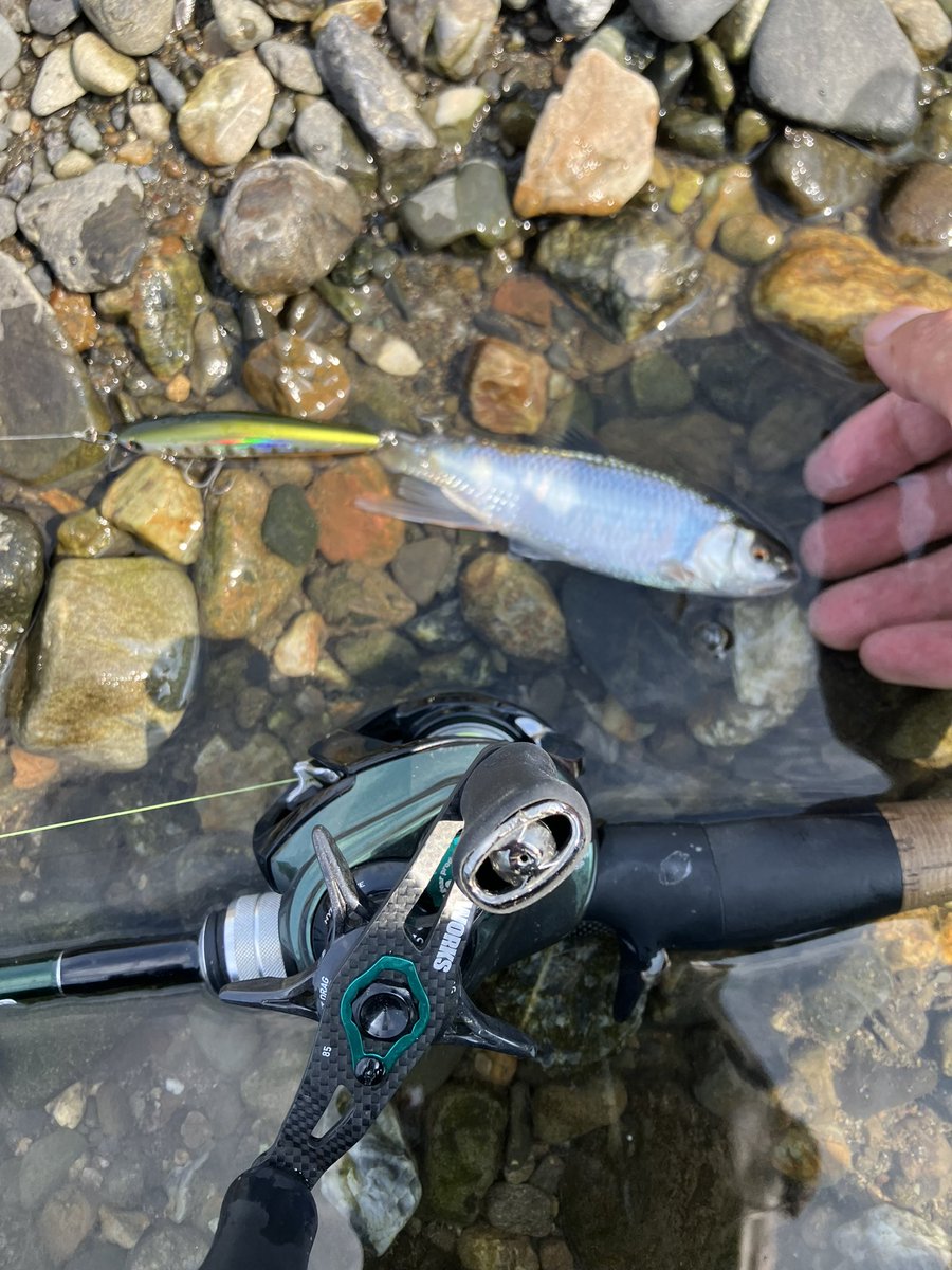 fwomb822's tweet photo. 今日の朝活
いつものポイントへ…
魚が減った…
かなりルアーへの反応が悪くなってなかなか釣れなかった。
理想的な水位になってると思ったが、なかなか難しい…
スレ掛りでオイカワが釣れたのはちょっと嬉しかった
#IRCT
#67サビア https://t.co/Fedfmu9sOX