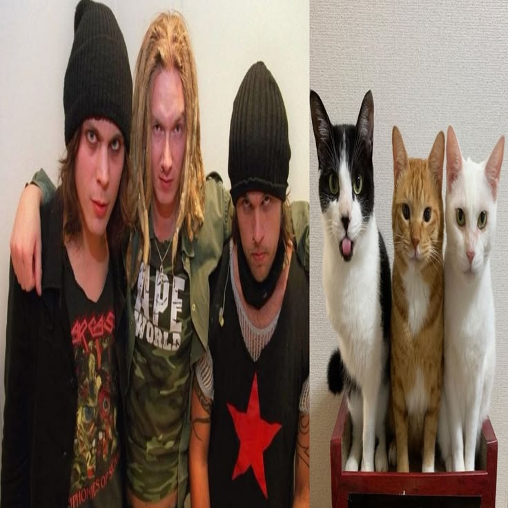 6pochtttxt6's tweet photo. Kitties https://t.co/FFpsSjIjoi