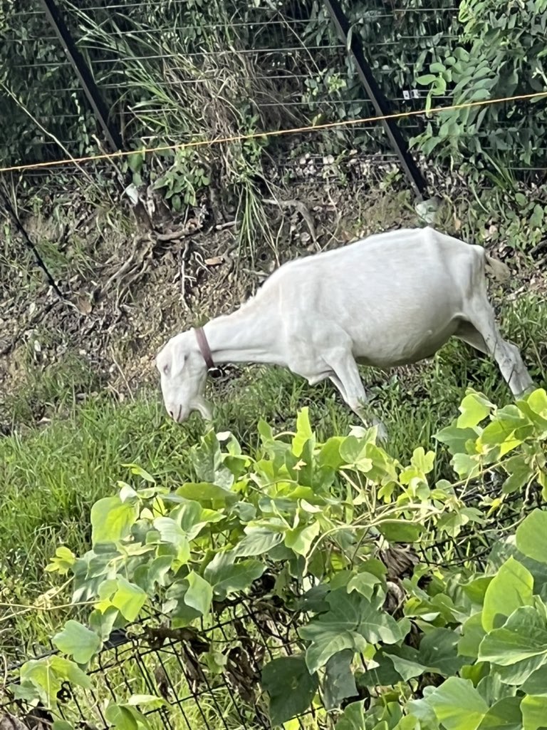 blank30731's tweet photo. 今日は埼玉の田舎でといを見つけた🐑 https://t.co/vsbUj8jn5r