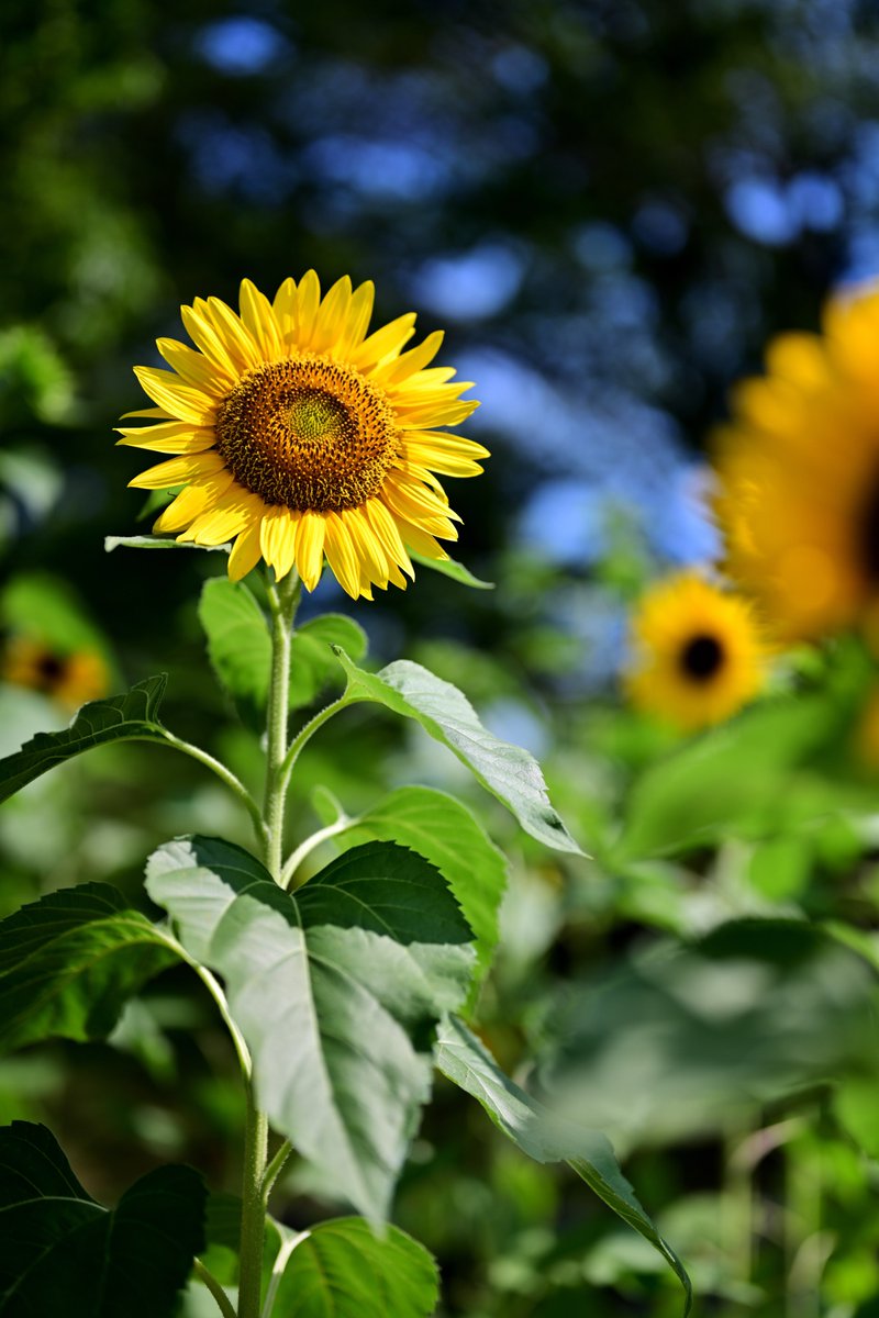 star_system_7's tweet photo. 夏、始まってる
#Nikon #Z7 https://t.co/1mmp7ng5lk