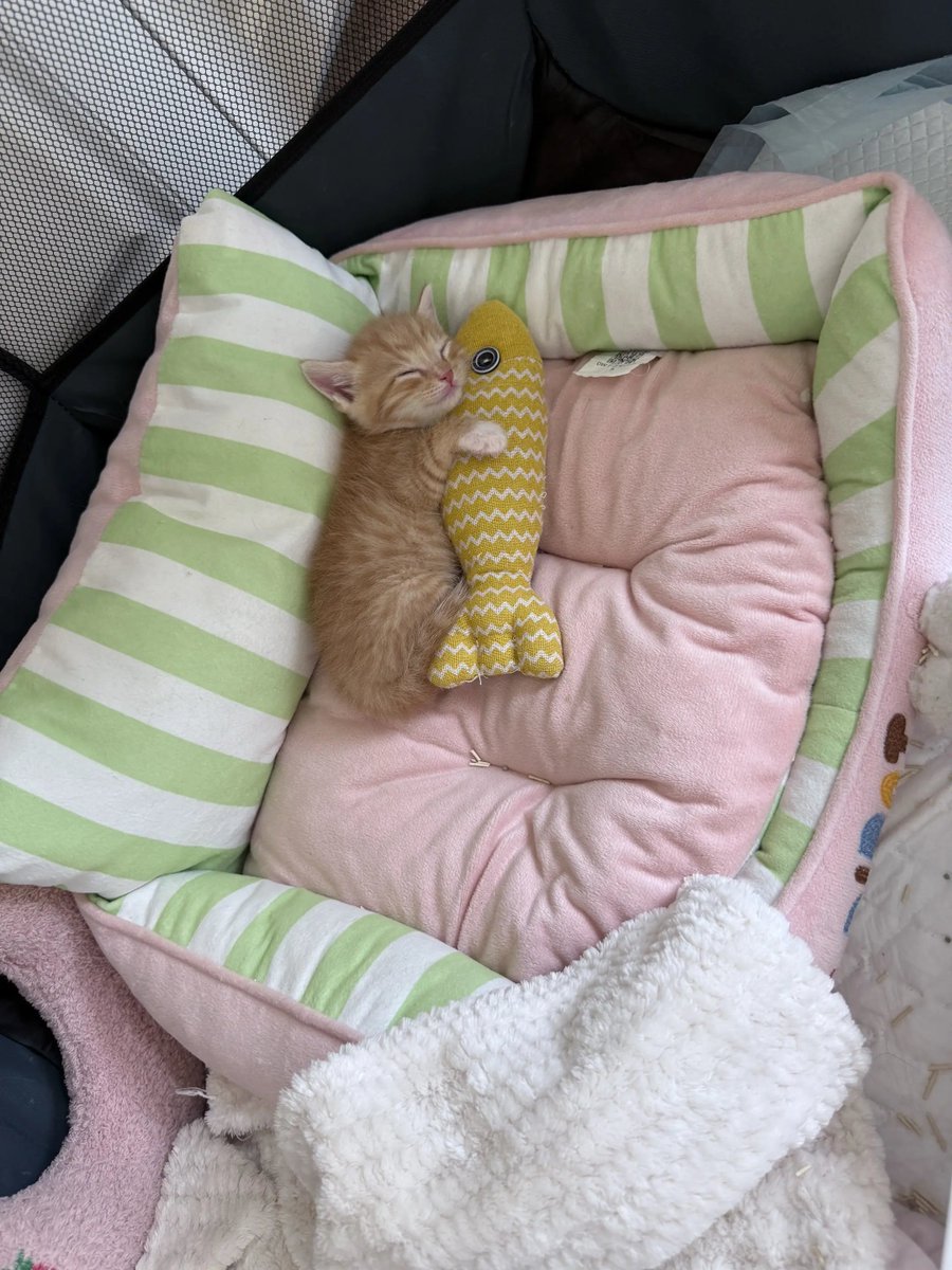 catsloversclubx's tweet photo. Dreaming with my favorite fish. 🐟💛 https://t.co/n40mk2Vmgs