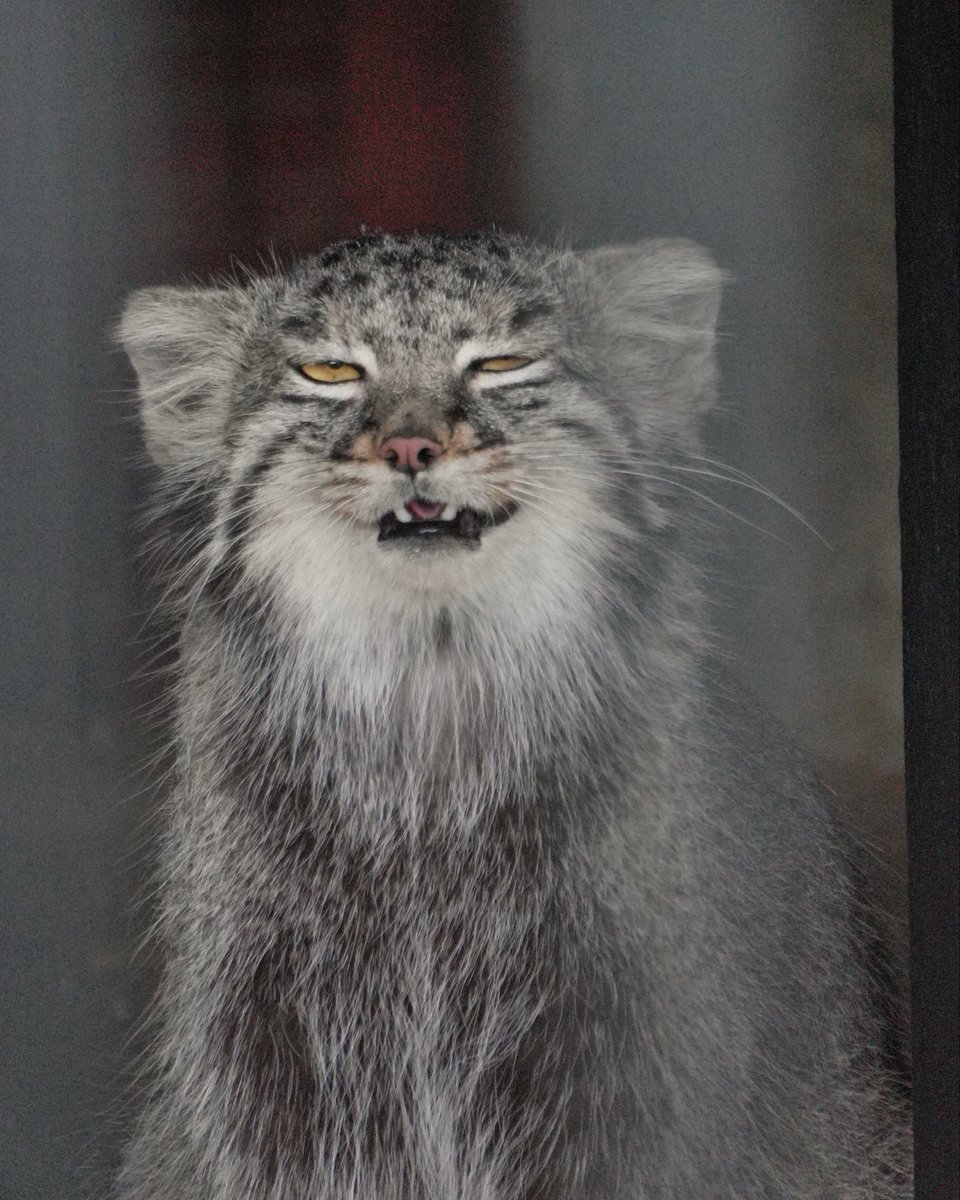 wuyuj2's tweet photo. Like father like daughter!
メイちゃんだ���だんパパにナル😆
#pallascat
#マヌルネコ
📷 2026/8 https://t.co/rItjJ8lOJk