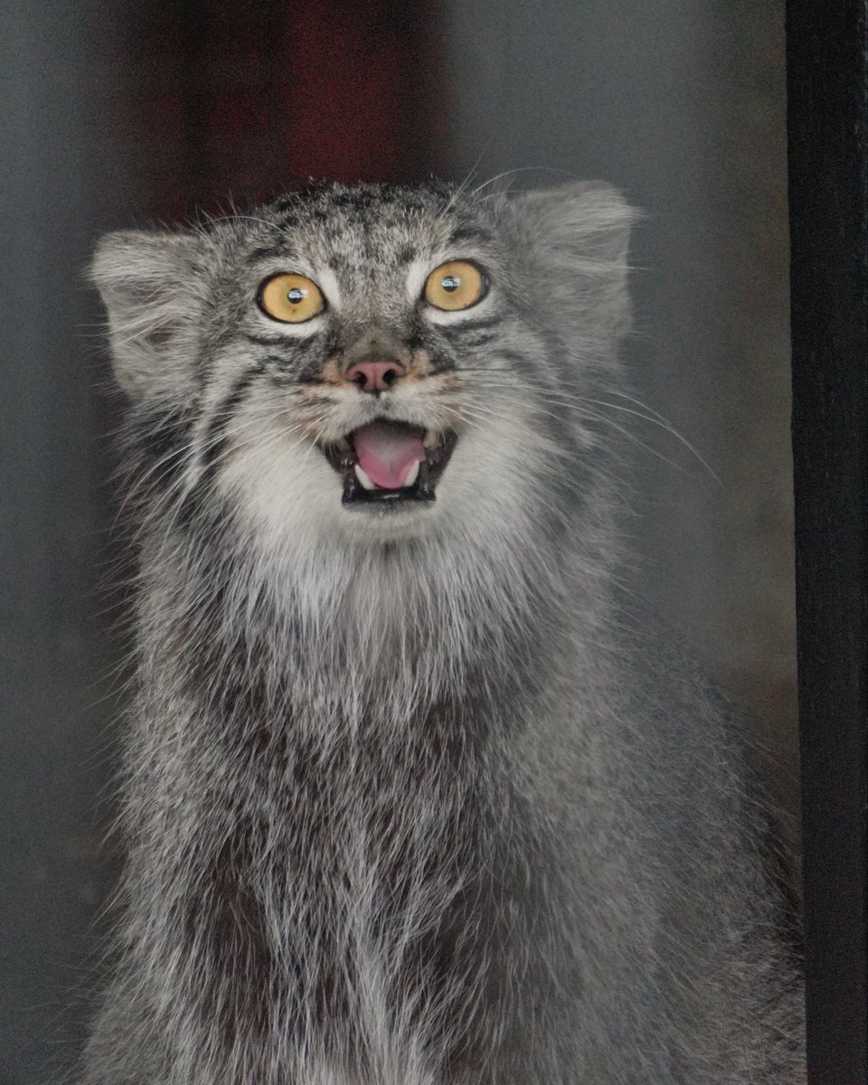 wuyuj2's tweet photo. Like father like daughter!
メイちゃんだ���だんパパにナル😆
#pallascat
#マヌルネコ
📷 2026/8 https://t.co/rItjJ8lOJk