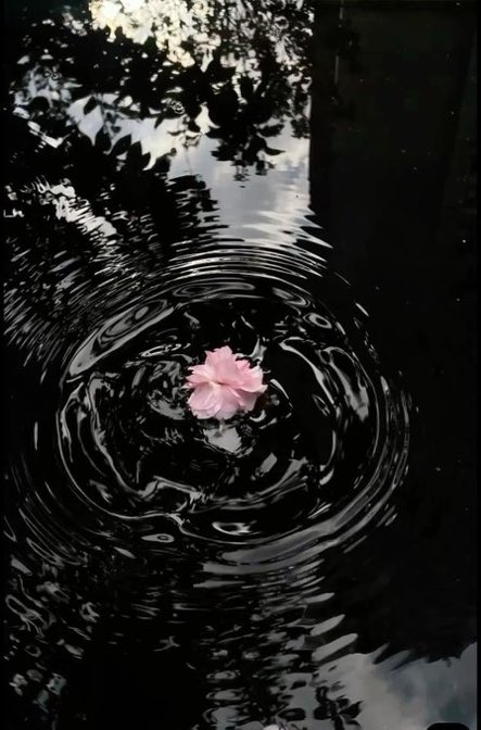 _Naturaee's tweet photo. Floating flowers https://t.co/s6dw8yV3xW