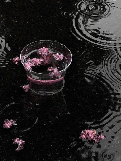 _Naturaee's tweet photo. Floating flowers https://t.co/s6dw8yV3xW