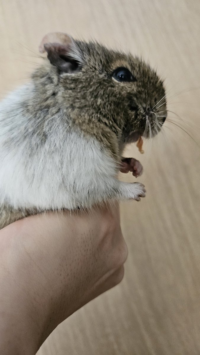 pirpirpuipui's tweet photo. 掃除完了してニンジンうまうまタイムのナヅキさん🥕 https://t.co/kq7jjo5hZJ