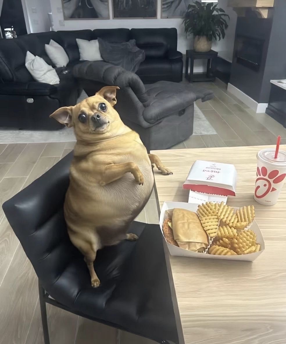 twaniimals tweet picture