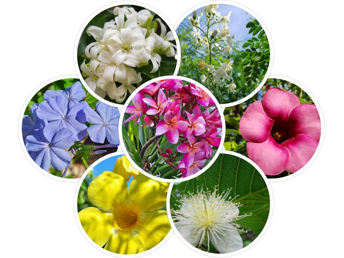 HansBosshard's tweet photo. 🚨 These 10 plants will turn your Thai garden into a butterfly &amp; bee paradise! 🦋🐝 You won't believe #1! Plant these and watch your garden come ALIVE 👇🌿 Read more: https://t.co/t3oGtofeMq
#HuaHin #ThaiGarden #Pollinators #ButterflyPea #GardeningThailand https://t.co/dFw0uvGxu2