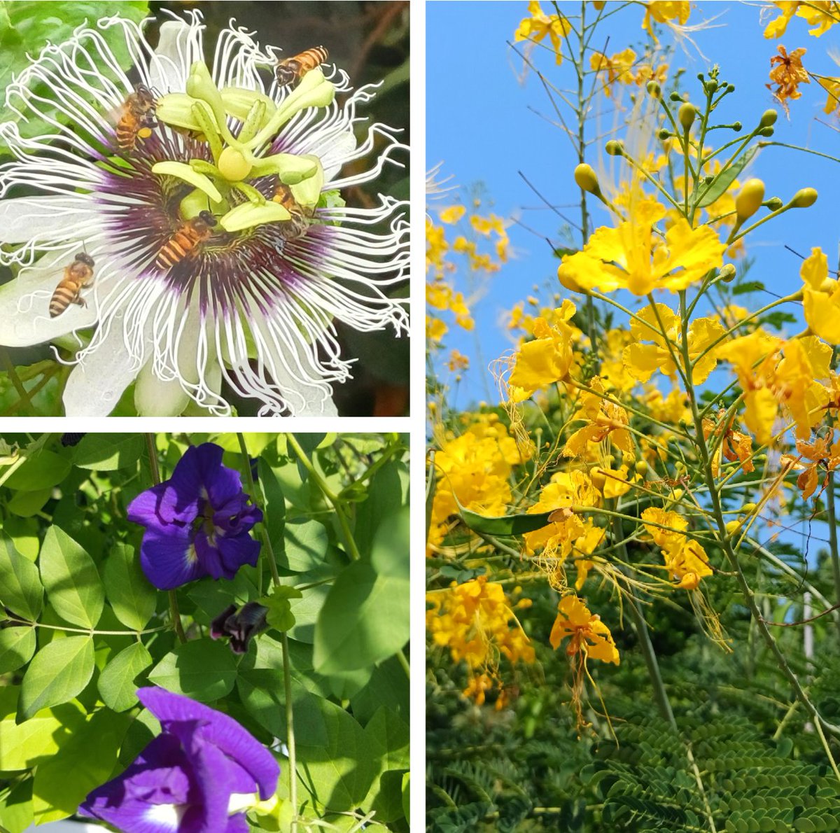 HansBosshard's tweet photo. 🚨 These 10 plants will turn your Thai garden into a butterfly &amp; bee paradise! 🦋🐝 You won't believe #1! Plant these and watch your garden come ALIVE 👇🌿 Read more: https://t.co/t3oGtofeMq
#HuaHin #ThaiGarden #Pollinators #ButterflyPea #GardeningThailand https://t.co/dFw0uvGxu2
