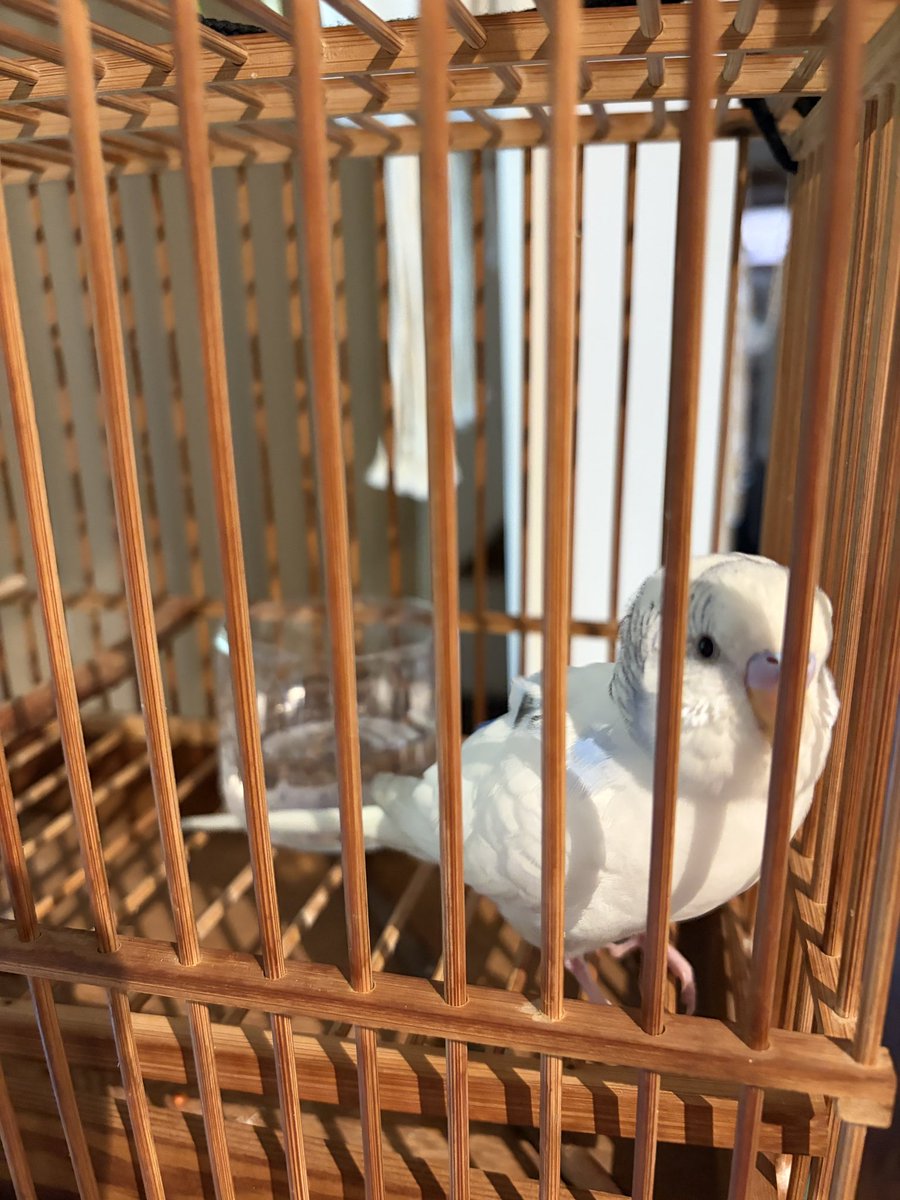 ユウチャン tweet media