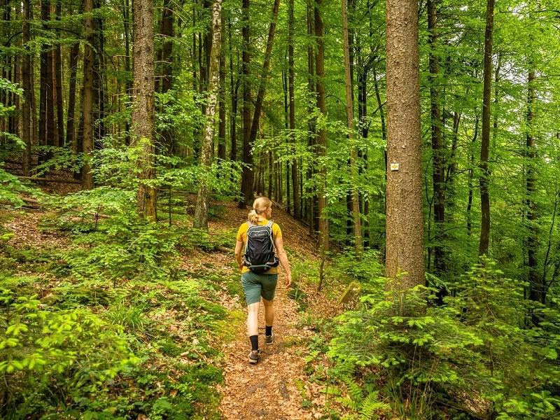 TodaiiGerman's tweet photo. 🌲🇩🇪 The beautiful German word with no perfect English equivalent: Waldeinsamkeit

___
#todaiigerman #learngerman #germany #deutschlernen #german https://t.co/caj4zOZcOM