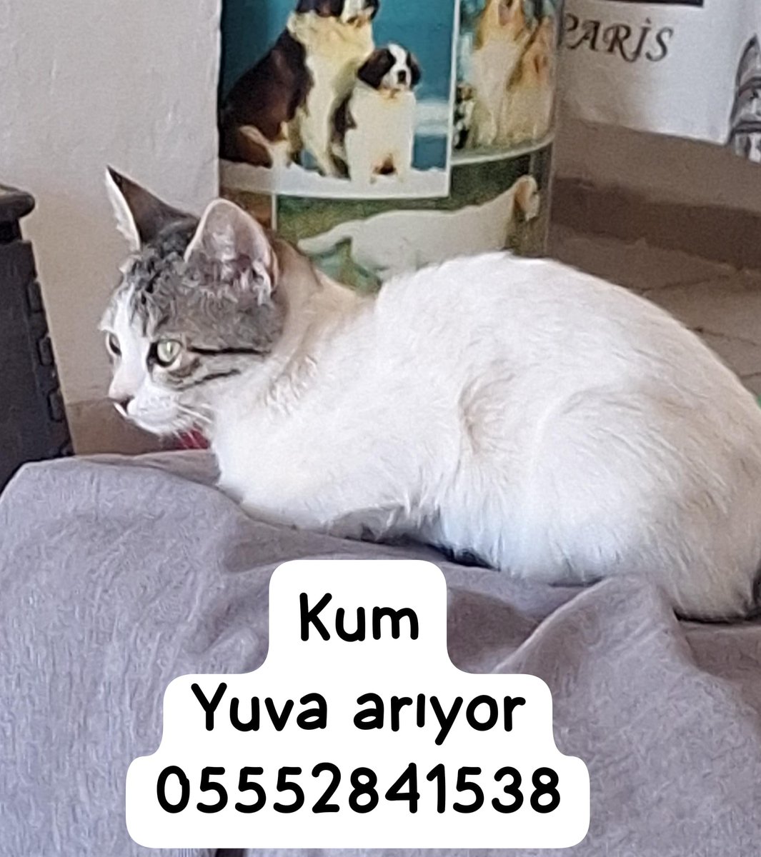 toprakana7440's tweet photo. Kum hala yuva arıyor
4aylık kadar ancak pek büyümedi ,dişi,insan delisi bir yavru.iç/ dış parazitini yaptım .
Mama seçmeyen bu miniğe yuva lütfen 

05552851538 
Milas/ Muğla

Yaşadığımız noktada yuvalandırma şansımız yok maalesef. https://t.co/kxCHrqAOz8