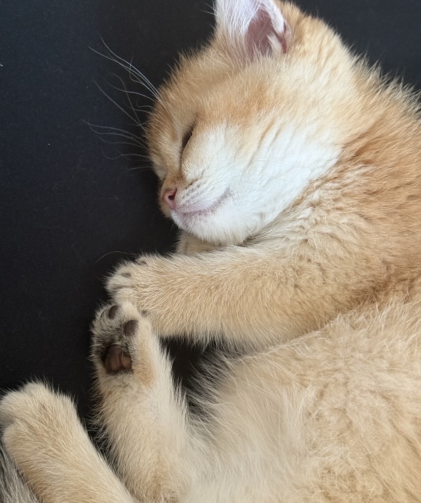 Edward1055060's tweet photo. Just found my cat napping on the clean laundry I just folded — some "help" I guess https://t.co/Q5F7FtZR2d