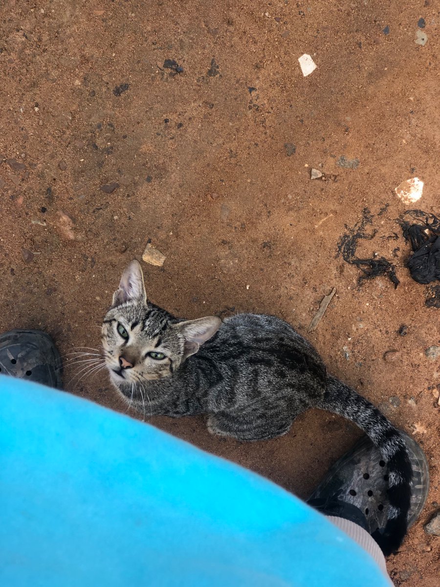 AnyamzG's tweet photo. took daddies big boy for a walk 🧿❣️ https://t.co/1BeLdmNCqB