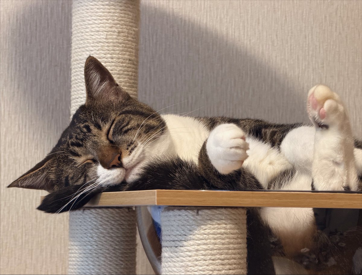 t6k2r2h3s1_nu's tweet photo. 尻尾を枕にして寝ててかわいい https://t.co/ceFLhnFAfh