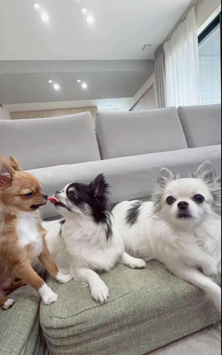 eeemiiichopiii's tweet photo. レオくん初めてのトリミング🐶✨️
爪切りで泣いちゃったけど頑張りました👏💮その後はみんなでお買い物🛒

 #チワワ  #チワワのいる暮らし  #犬のいる暮らし https://t.co/dRTVRcQCa4