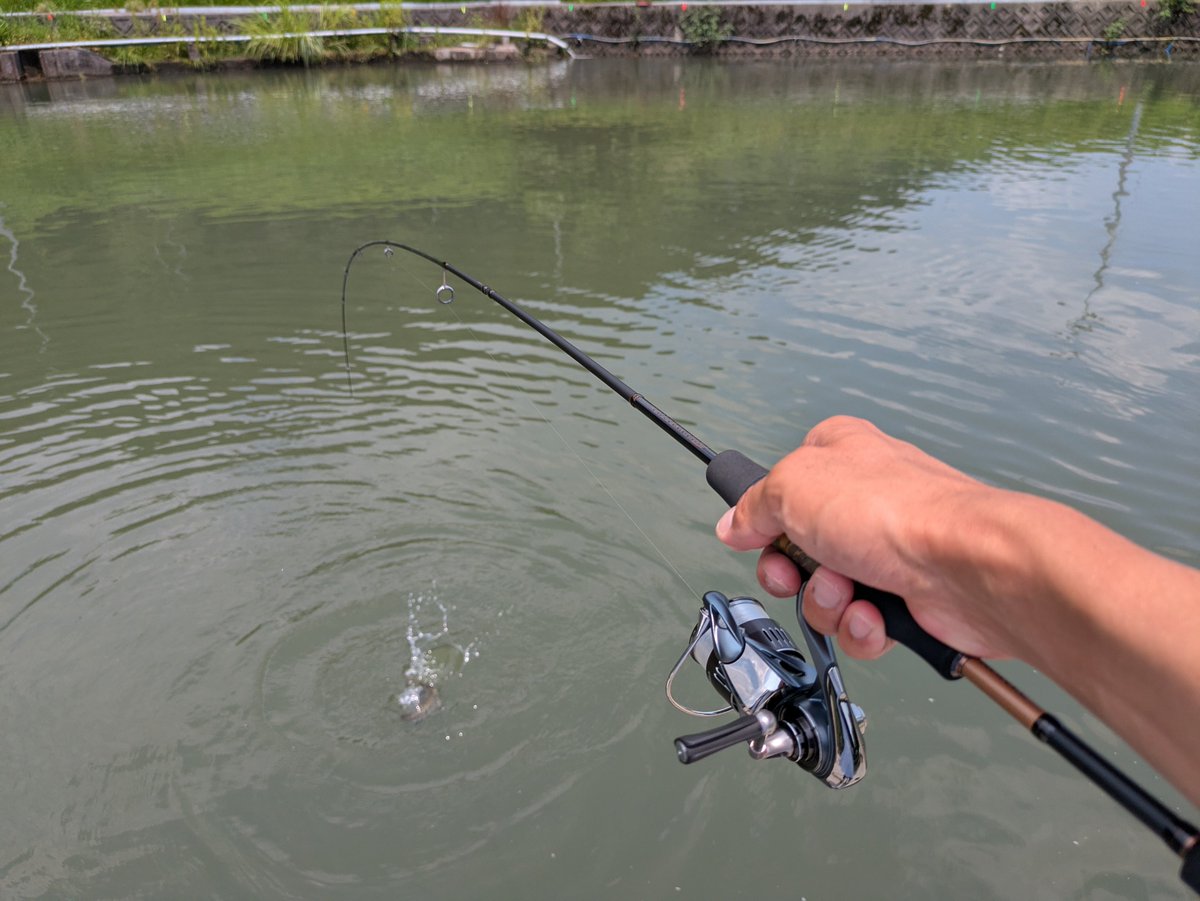 angler_ky's tweet photo. 久しぶりに須川さんへ。濁ったり澄んだり変化が激しく簡単ではない状況でしたが、マイクロパニクラとちびペピーノがよく釣れました☺️
いずれもアナザーTコネクション60L-Eにエステル0.3号を合わせたタックルがバッチリでした。 https://t.co/2LZcx0FYlt