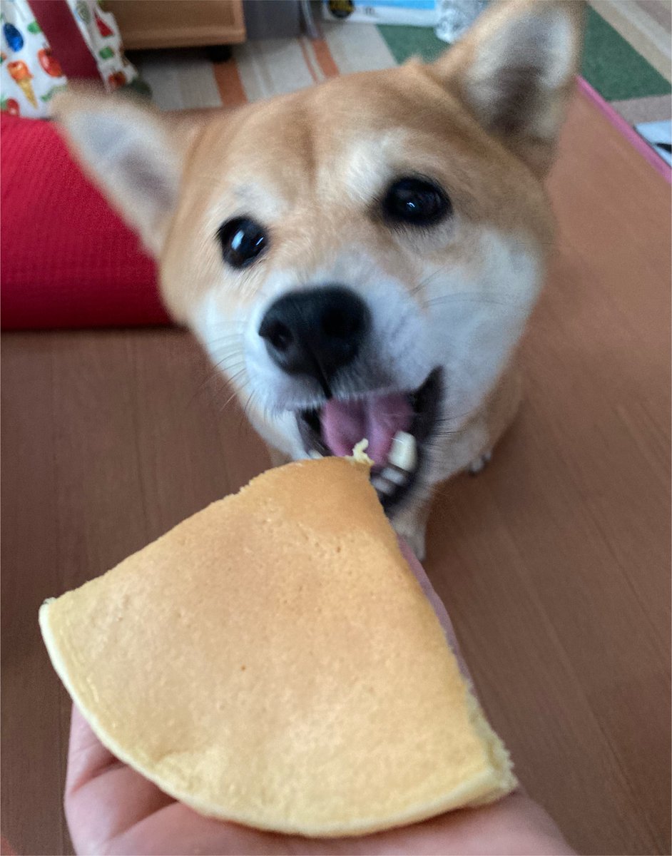 gurichiyo's tweet photo. おから入りホットケーキ
試食 https://t.co/7ZdocoqlHE