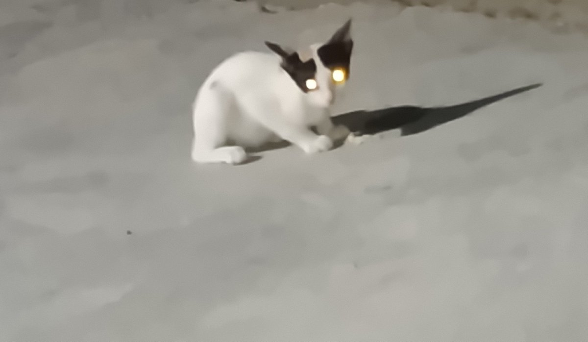 BreadCatSOL1's tweet photo. She came back for bread again. 🥖 https://t.co/V1SAFJjQbV
