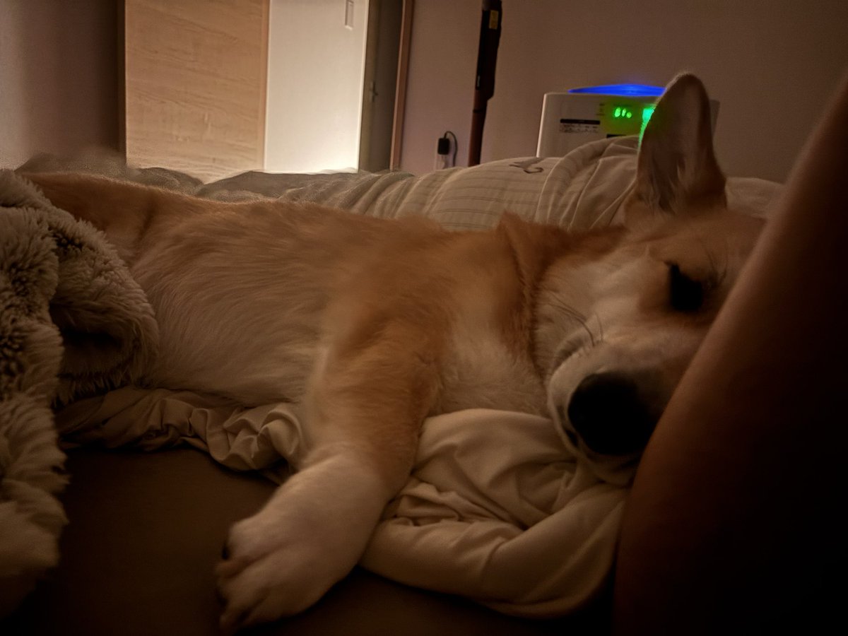 Corgi_Hanpen's tweet photo. おっさんの腕の中で寝た夜 https://t.co/iy1xQWaYha