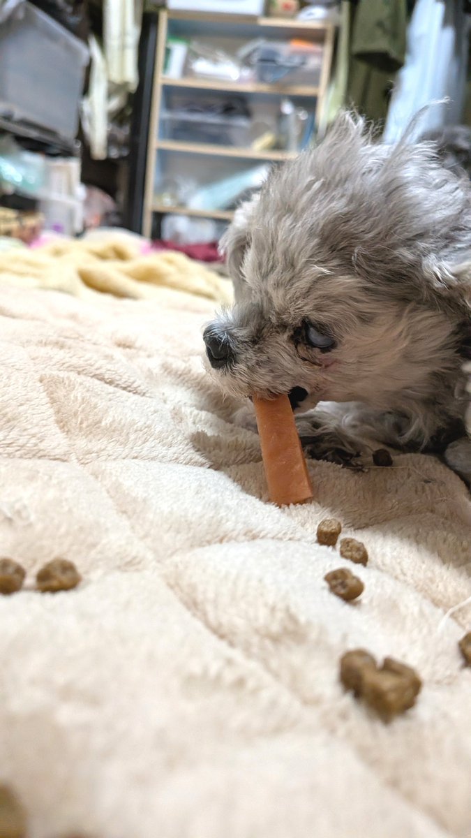 marechannel's tweet photo. あとまるのこともちょっと記録。
硬いものを噛ませて歯を抜けやすくさせるのもアリだと医師に言われたのでまるに久しぶりに噛むおやつ。
噛むたびに痛いんじゃないかとヒッ！てなったけど本人は気にせずあむあむ。そして噛みちぎってからがまた恐怖😱
欠片がでかい！まるが飲み込めるサイズじゃない！ https://t.co/NvWoS06JNa