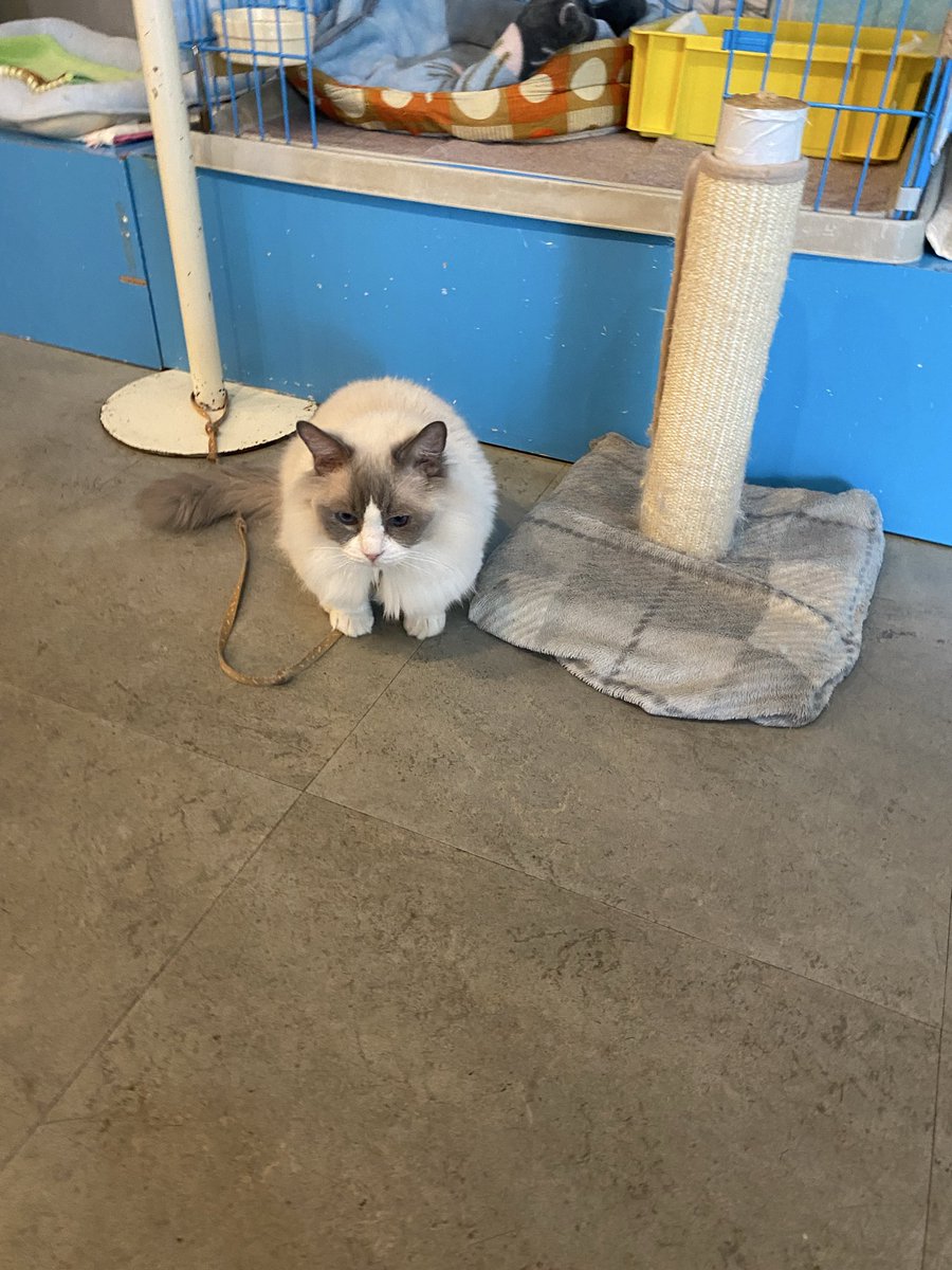 T_NABURU's tweet photo. 本日最後は
猫の博物館です。

久々、猫まみれで至福😌 https://t.co/4bPIWCP9Kv