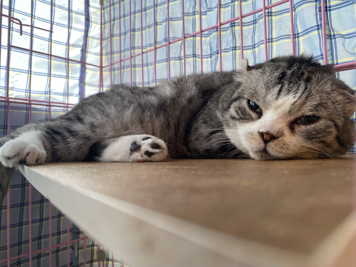 T_NABURU's tweet photo. 本日最後は
猫の博物館です。

久々、猫まみれで至福😌 https://t.co/4bPIWCP9Kv