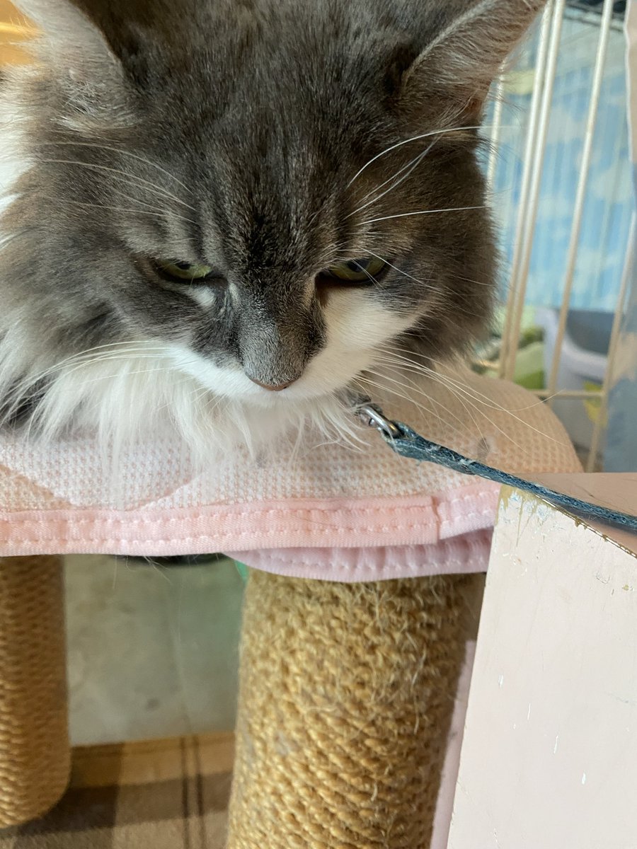 T_NABURU's tweet photo. 本日最後は
猫の博物館です。

久々、猫まみれで至福😌 https://t.co/4bPIWCP9Kv