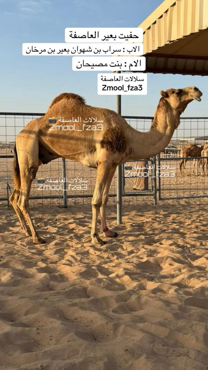 zmool_fza3's tweet photo. "⚫️حساب_سلالات_العاصفة ⚫️"

السباق التمهيدي الثاني مهرجان العين 2026 - الاحد 2026/08/02 - ميدان الروضة - سن الحقايق 3 كم - الفترة الصباحية .

الشوط 5…
حظ لـ علي سيف بن حمد الدرعي
التوقيت : 4:37:53
https://t.co/WaD2yLsDIm

الاب : حفيت بعير العاصفة

:- صاحبة نقطة في التمهيدي الأول👇
https://t.co/v864S0LryJ

المصدر : سلالات العاصفة
Zmool_fza3

"⚫️حساب_سلالات_العاصفة ⚫️"