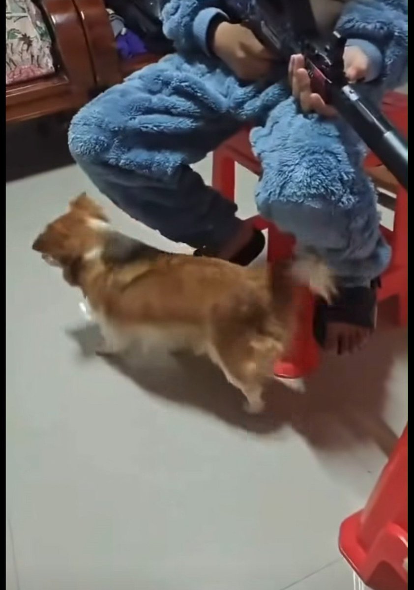pwpwpw33's tweet photo. 「旺旺親子」
あちらのお国には動物愛護や虐待に関しての法はないけれどエアガン使用に関しては厳しい法があるそうです！
ここではない場所でエアガン使用の画像や動画を投稿するとどんどん消されてるらしいのでXでも拡散のため投稿します
旺旺の最後の姿！
傍で絶命していた仔犬の姿！忘れられない😢 https://t.co/RzAK1epRex