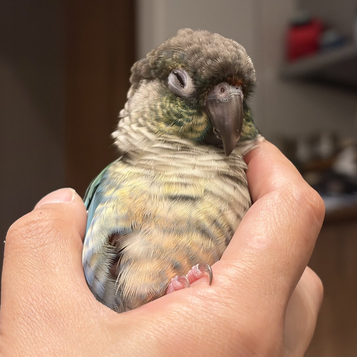 はぷ🦜ネモとユウとオトの飼い主 tweet media