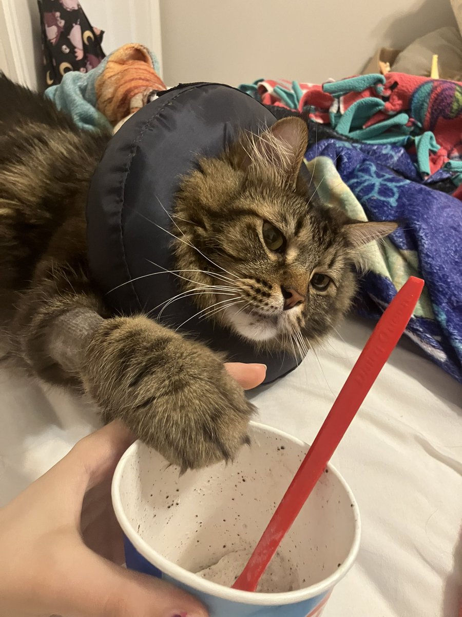rakurabies's tweet photo. No icecream fur Casey https://t.co/o9r1bw3SMD