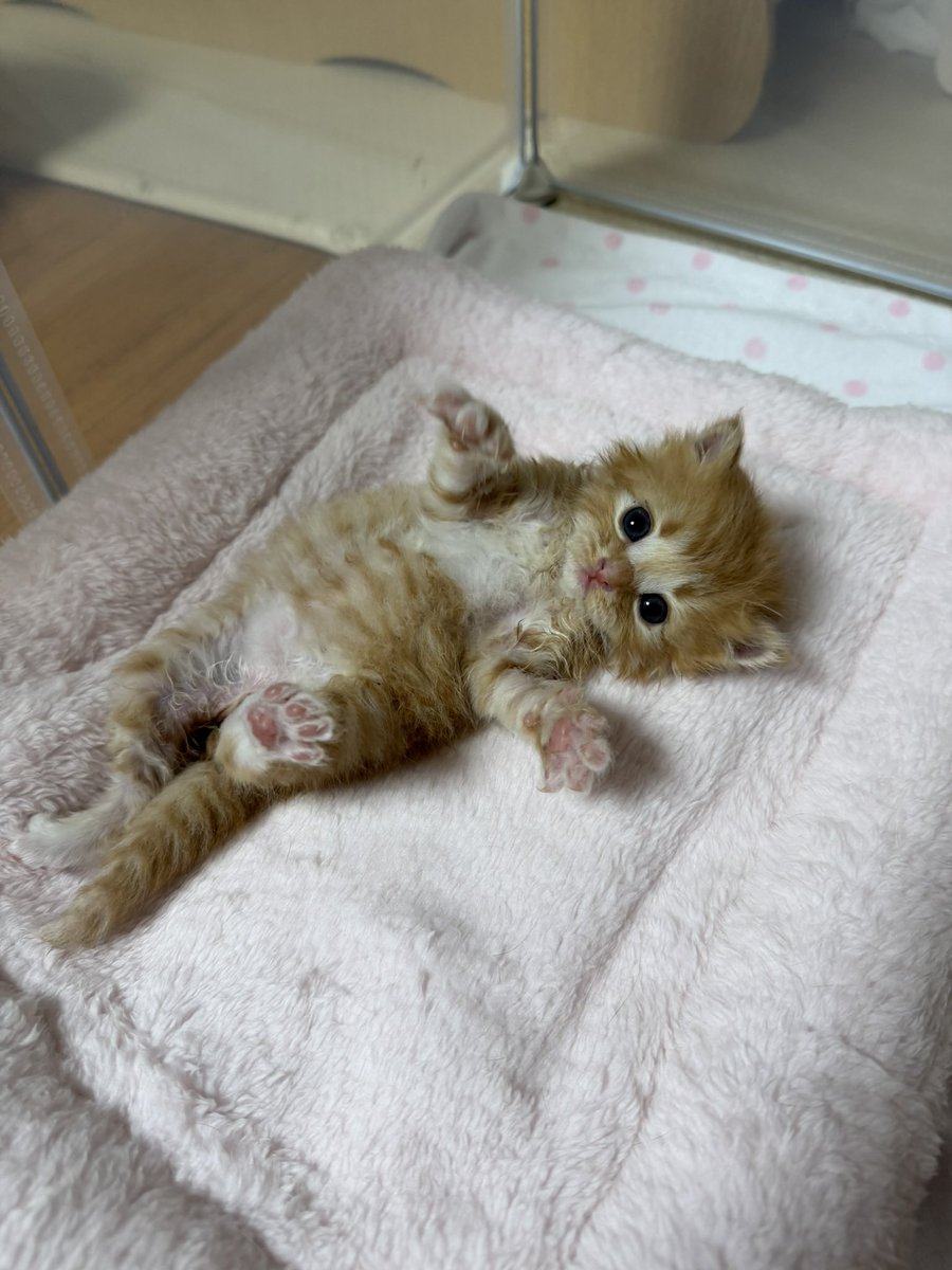 ang_cheese's tweet photo. 바보같아 (엄청난 애정이 담긴 말) https://t.co/o4LoyFHqNP